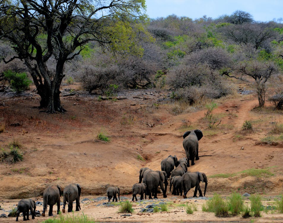 wildlife safari africa 