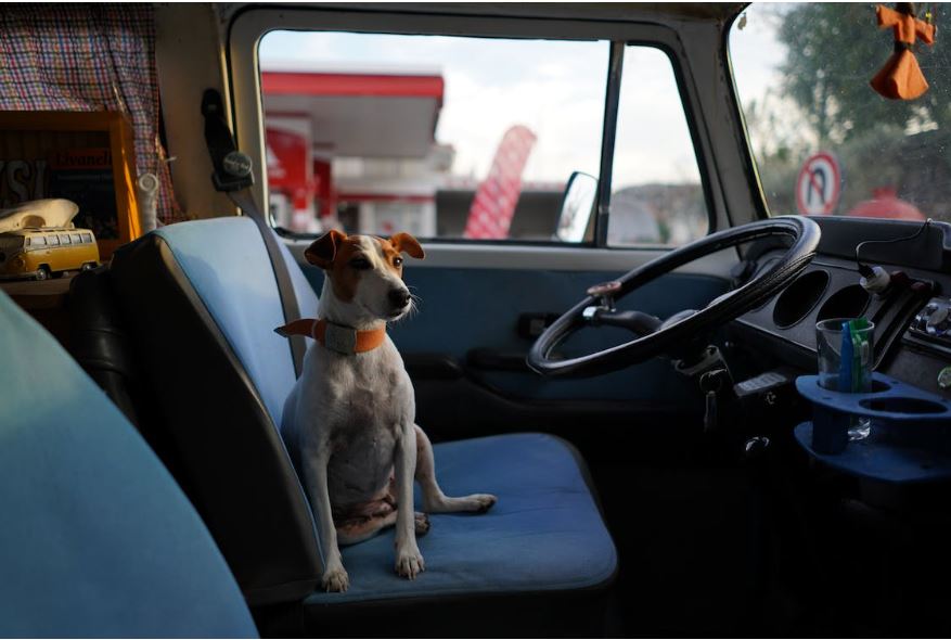 Travеling With Furry Friеnds: Enhancе Your Journеys With Toyota Pеt-friеndly Sеat Covеrs