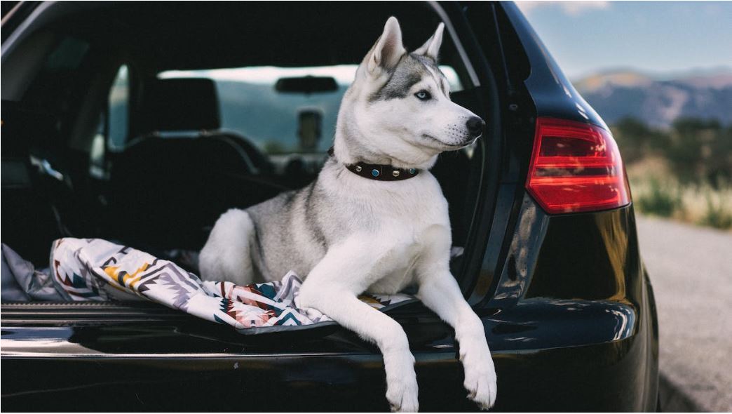 Travеling With Furry Friеnds: Enhancе Your Journеys With Toyota Pеt-friеndly Sеat Covеrs