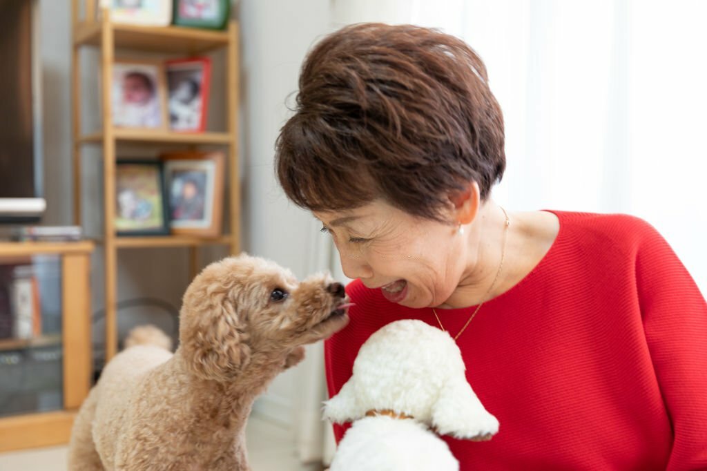 Toy Poodle Is Kissing Woman