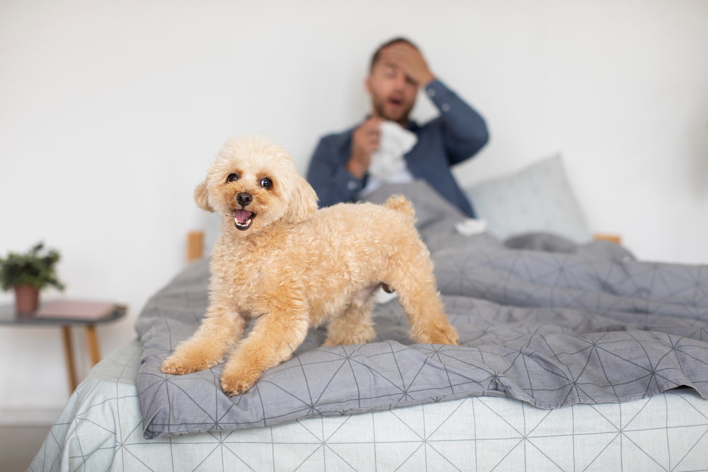 pet-friendly comforters