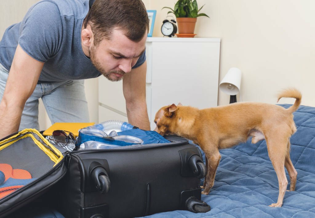 Man And His Dog In A Travel Suitcase Preparations For Traveling With Pets