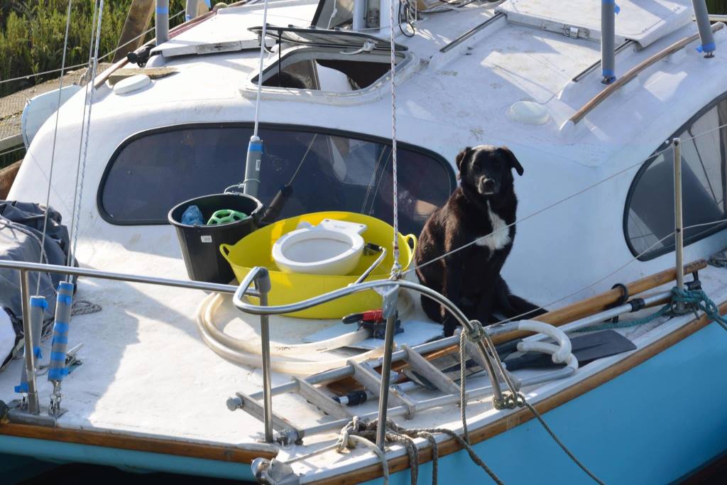 Pet on boat
