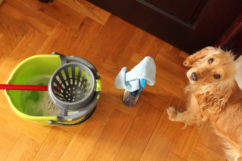 Pet-Focused Cleaning