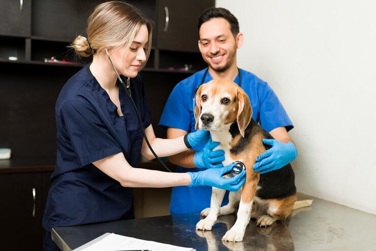 Happy Veterinarian Woman Using Stethoscope Listen Heart Cute Beagle Dog Caucasian Vet Hispanic Man Examining Sick Pet 662251 2214