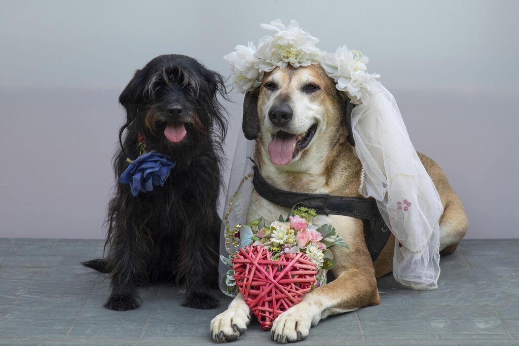 Ideas For Pet Inclusive Weddings